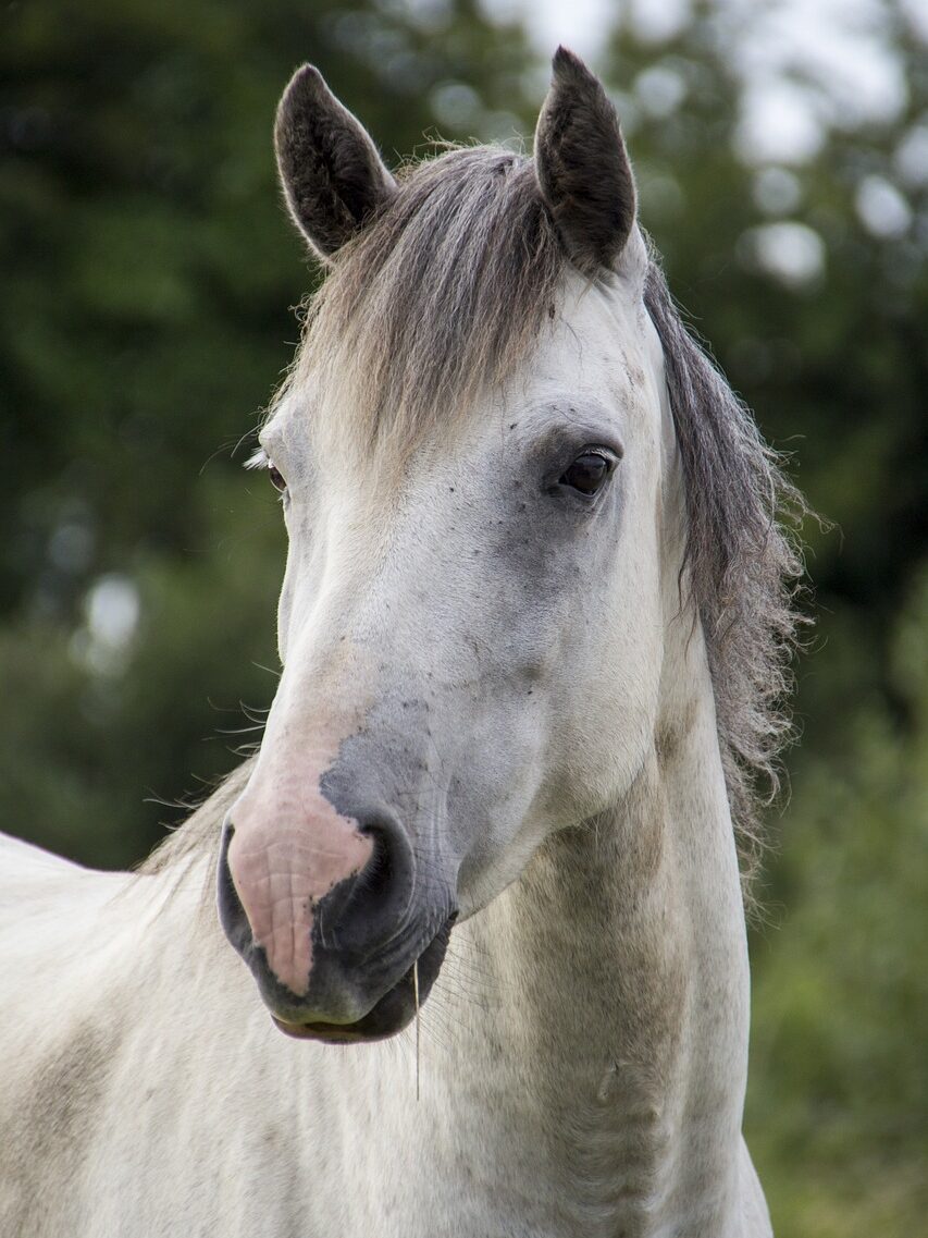 horse, white horse, irish horse-1637384.jpg
